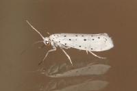 Yponomeuta