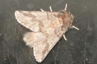 Thaumetopoea processionea