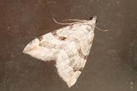 Aplocera