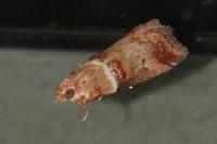 Acrobasis tumidana