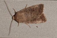 Hoplodrina