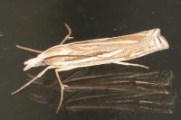 Ancylolomia tentaculella