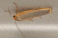 Manulea complana