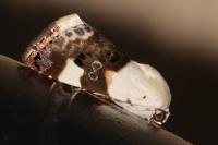 Acontia lucida