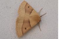 Crocallis elinguaria