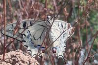 Papilio machaon