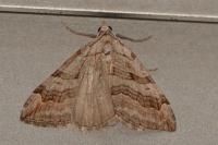 Aplocera