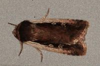 Ochropleura plecta