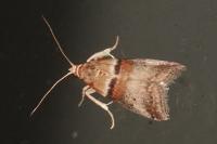 Acrobasis tumidana