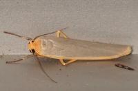 Manulea complana