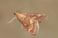 Ostrinia nubilalis