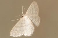 Idaea subsericeata