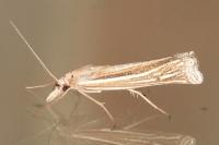 Ancylolomia tentaculella