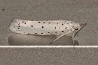 Yponomeuta