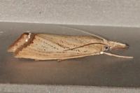 Agriphila straminella