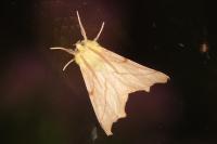 Ennomos alniaria
