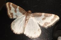 Lomaspilis marginata
