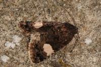 Tyta luctuosa