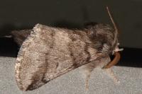 Thaumetopoea processionea