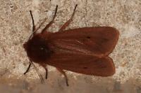 Phragmatobia fuliginosa