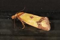 Agapeta zoegana