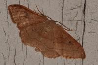 Idaea rubraria