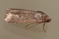Amphipyra tragopoginis