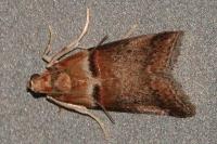 Acrobasis tumidana