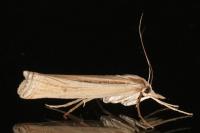 Ancylolomia