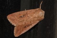 Mythimna albipuncta