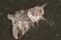 Furcula furcula