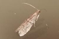 Ephestia