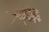 Eudonia