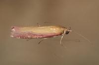 Oncocera semirubella