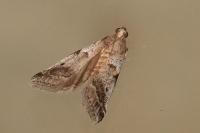 Acrobasis glaucella/fallouella