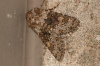 Hecatera dysodea