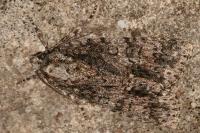 Acronicta rumicis