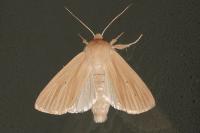 Mythimna pallens