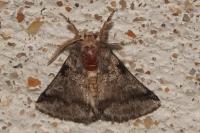 Thaumetopoea processionea