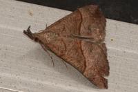 Hypena proboscidalis