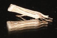 Ancylolomia