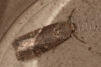 Spodoptera exigua