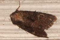 Mesapamea secalella/secalis