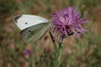 Pieris rapae