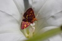 Pyrausta purpuralis
