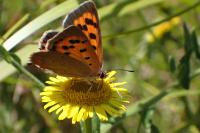 Lycaena phlaeas