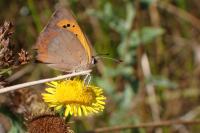 Lycaena phlaeas