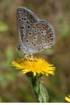 Polyommatus icarus