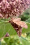 Autographa gamma