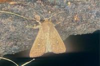 Mythimna albipuncta